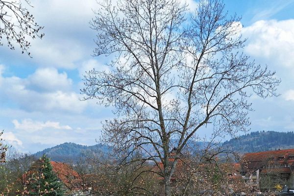 Prodej bytu 3+1 92 m²